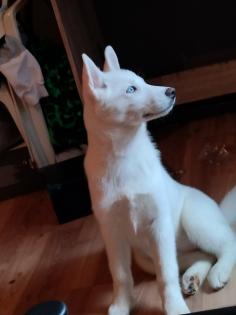 Sibirian Husky Hündin Welpe