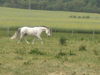 Reiten Pflegen. Spaß haben