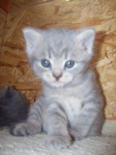 Be uns sucht noch en Mädchen und en Katerchen en liebevolles Zuhause