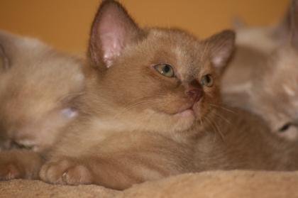 Biete Burma Burmesen Kitten in den Farben creme lilac-tortie u. chocolate