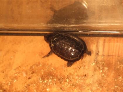 Schlüpflinge Babys Kinosternon leucostomum Weißmaulklappschildkröte