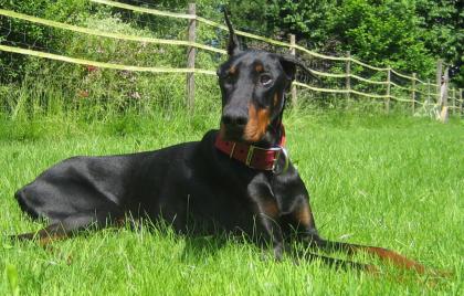 Dobermaqnn Rüde Jack ge. 01. 08. 2022 sucht neues Körbchen