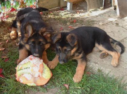 1 Langhaarschäferhundwelpe 1 Stockhaarschäferhundwelpe