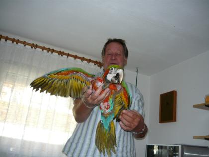 Super Hanzahme 0 1 Hybrid-Ara Weibchen