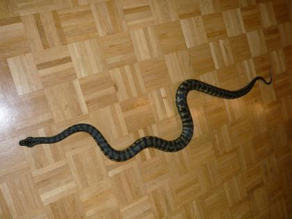 1. 1 Morelia spilota cheynei von 2022 Teppichpython