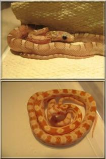 Kornnatter NZ09 - Hypo-Pewter Butter het. Striped etc.