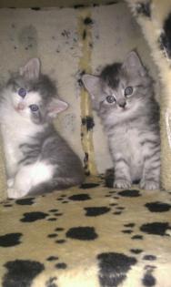 5 Maine Coon Kitten