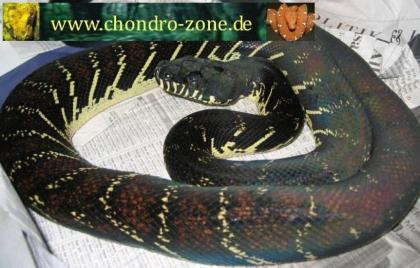 Morelia boeleni Morelia viridis Warane etc.