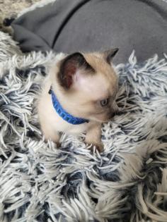 Siams suchen neue Kuschelpartner