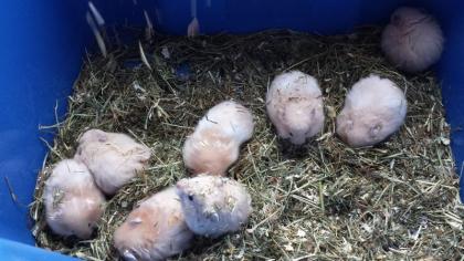 Teddyhamster schönes Mädchen. 8 Wochen alt Handzahm.