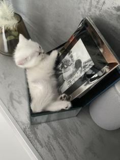 Kitten BKH shadow Silver Blue Point