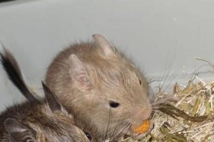 Degus zu verkaufen
