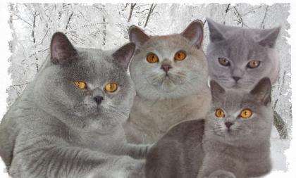 3 BKH lilac Katerchen geb. 17. 04. 2022