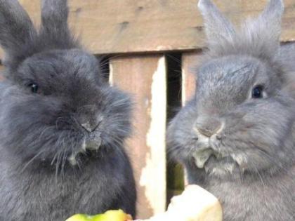 Tierbetreuung Hundebetreuung Tiersitter Pferdebetreuung