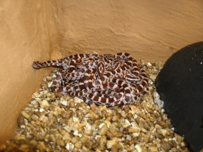 Verkaufe 13 Kornnatterbabys NZ 27. /28. 07. 2022