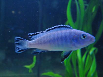 Malawiseecichliden Pseudotropheus socolofi