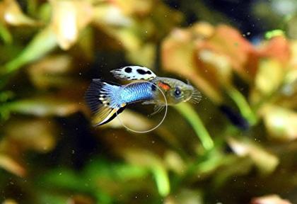 Japan Blue Endler RARITÄT reinerbig Versand/ Abholung
