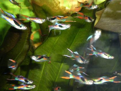 10 Endler Guppys 10 Mollys 10 Plattys je 10Euro in Ravensburg