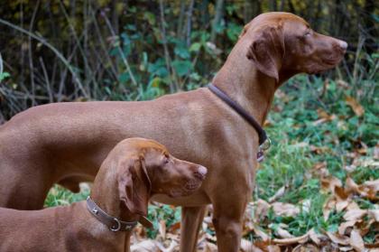 Magyar Vizsla Deckrüde Parcifal vom Starkenbrunnen Kein Verkauf