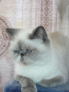 Suche deckkater in Essen