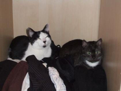 2 Hauskatzen 11 Jahre alt abzugeben