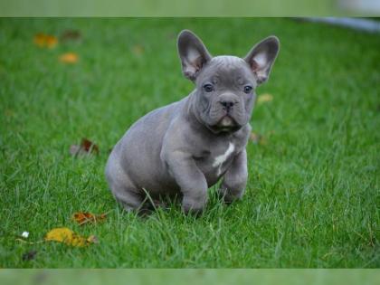 Französische Bulldogge welpen