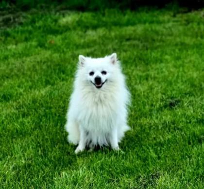 Chioni sucht ein passendes Zuhause