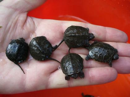 Europ. Sumpfschildkröten