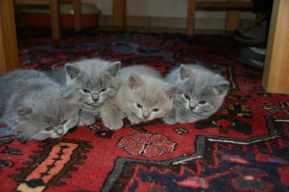 Wundershcöne Britisch Kurzhhar Kitten und Highlanderin