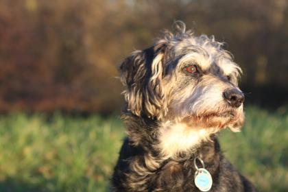 Nette alte Hundedame sucht liebevolles Zuhause