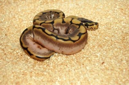 Python regius Nachzuchten 2022