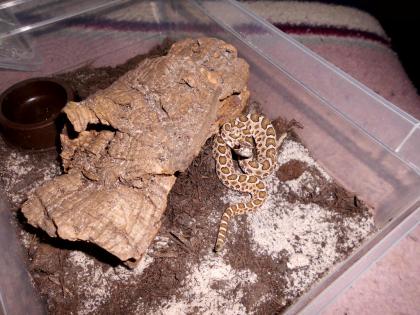 1 1 Sistrurus c. tergeminus
