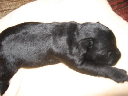 Zwergschnauzer - Welpen schwarz