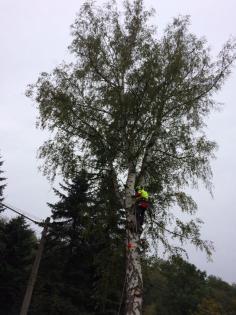 Baum zum groß