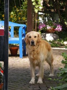 Golden Retriever Andor sucht Deckhündin