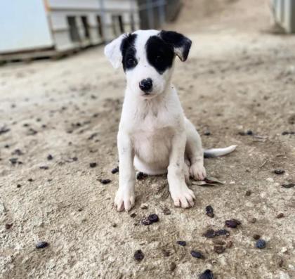 Mattis sucht ein passendes Zuhause
