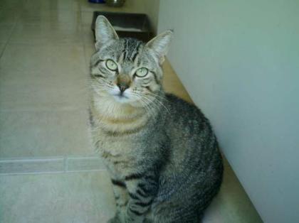 RX der Traum Zweitkater