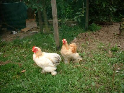 Zwei Zwerg-Cochin Hähnchen aus April 2022 zu verschenken