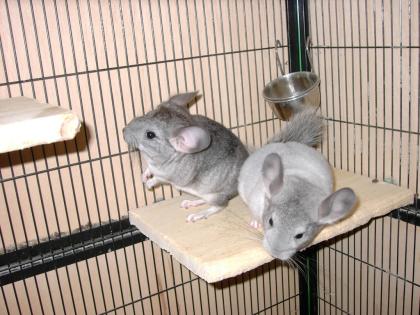 Chinchillaböckchen