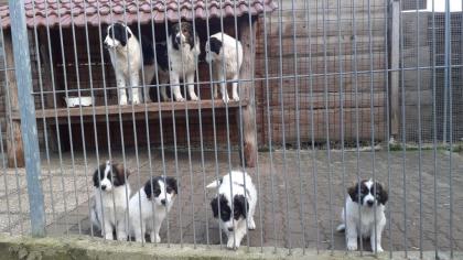 Tornjak Kroatischer Schäferhund reinrassig und sehr selten.