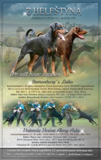 Dobermannwelpen schwarz braun mit FCI Ahnentafel aus Tschechei - erstklassig