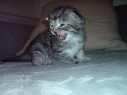 Knuffige Maine Coon Kobolde suchen ab Ende Januar 2022 ein neues Zuhause.