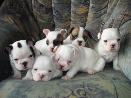 6 Süße Französische Bulldoggen Welpen