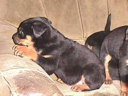 Rottweiler Welpen 6 Wochen alt 13. 03. 08