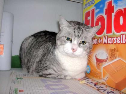 Liebe ältere Katze Minnie-abgeschoben