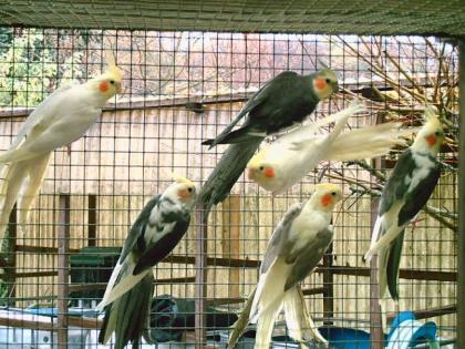 Nymphensittiche verschiedene Farben