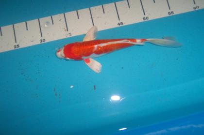Butterfly Koi Koi Angebote in High Quality vom Koi-Center Schafflund