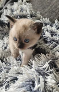 Siams suchen neue Kuschelpartner