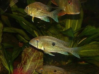 Biete Buntbarsche Geophagus Taeniopareius Südamerika