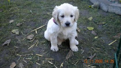 Endlich sind die kleinen Golden Retrieverbabys da.